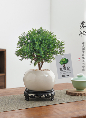 放青松绿植雾松室内小盆栽雾凇办公室桌面放轻松植物摆件四季好养