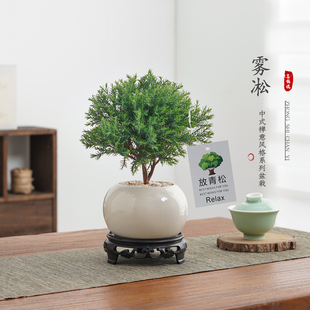 放青松绿植雾松室内小盆栽雾凇办公室桌面放轻松植物摆件四季好养