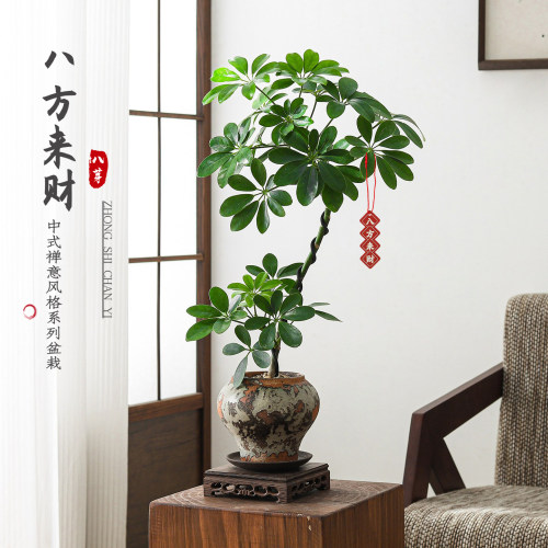 乔迁礼物选它，大气体面好养活