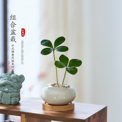 墨西哥铁树四叶幸运草小盆栽绿植室内办公桌懒人植物迷你罗汉松花