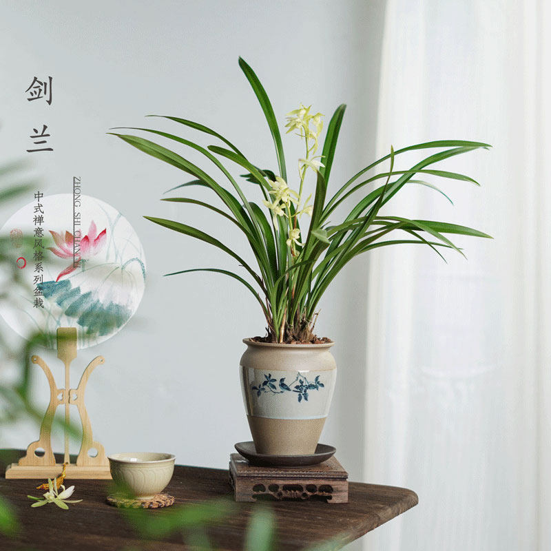 建兰素心盆栽春兰天香素浓香型兰花植物室内四季好养带花苞花卉,鲜花速递/花卉仿真/绿植园艺,国兰/杂交兰/洋兰类,淘宝优惠券,粉丝福利购,淘宝优惠卷