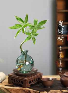 发财树室内小盆栽绿植花卉水培植物绿萝文竹四季好养活办公室桌面