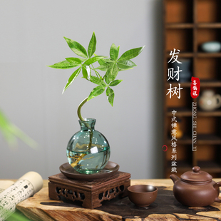 发财树室内小盆栽绿植花卉水培植物绿萝文竹四季 好养活办公室桌面