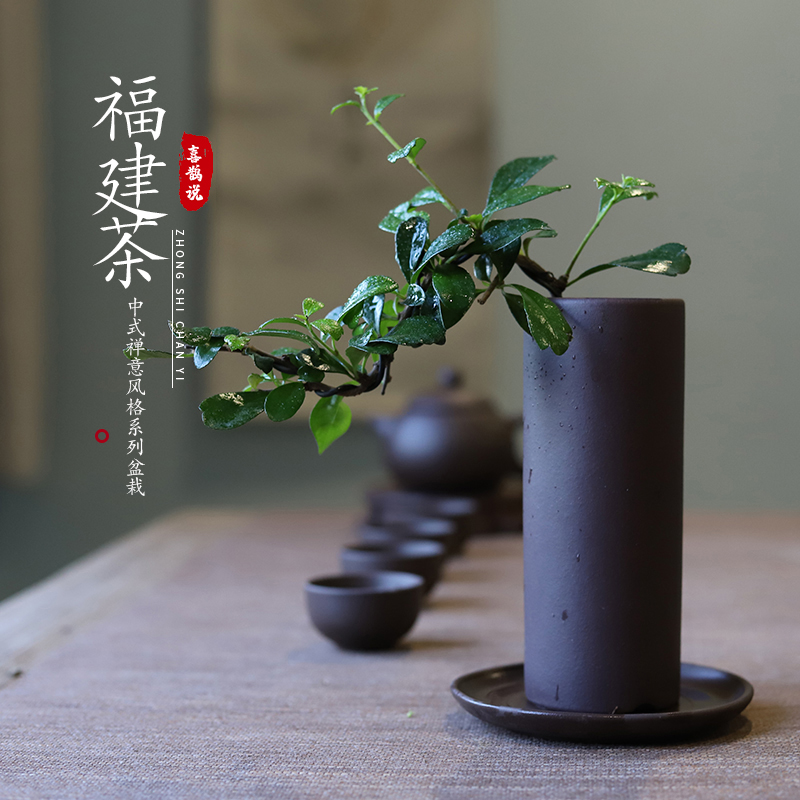 福建茶盆栽植物室内造型桌面盆景