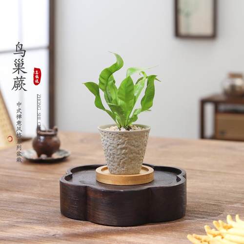 鸟巢蕨氛围感网红盆栽好养活