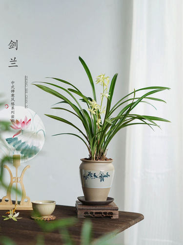 建兰素心盆栽春兰天香素浓香型兰花植物室内四季好养带花苞花卉