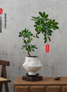 造型鸭掌木盆栽八方来财侘寂风室内客厅植物办公室桌面绿植物花卉
