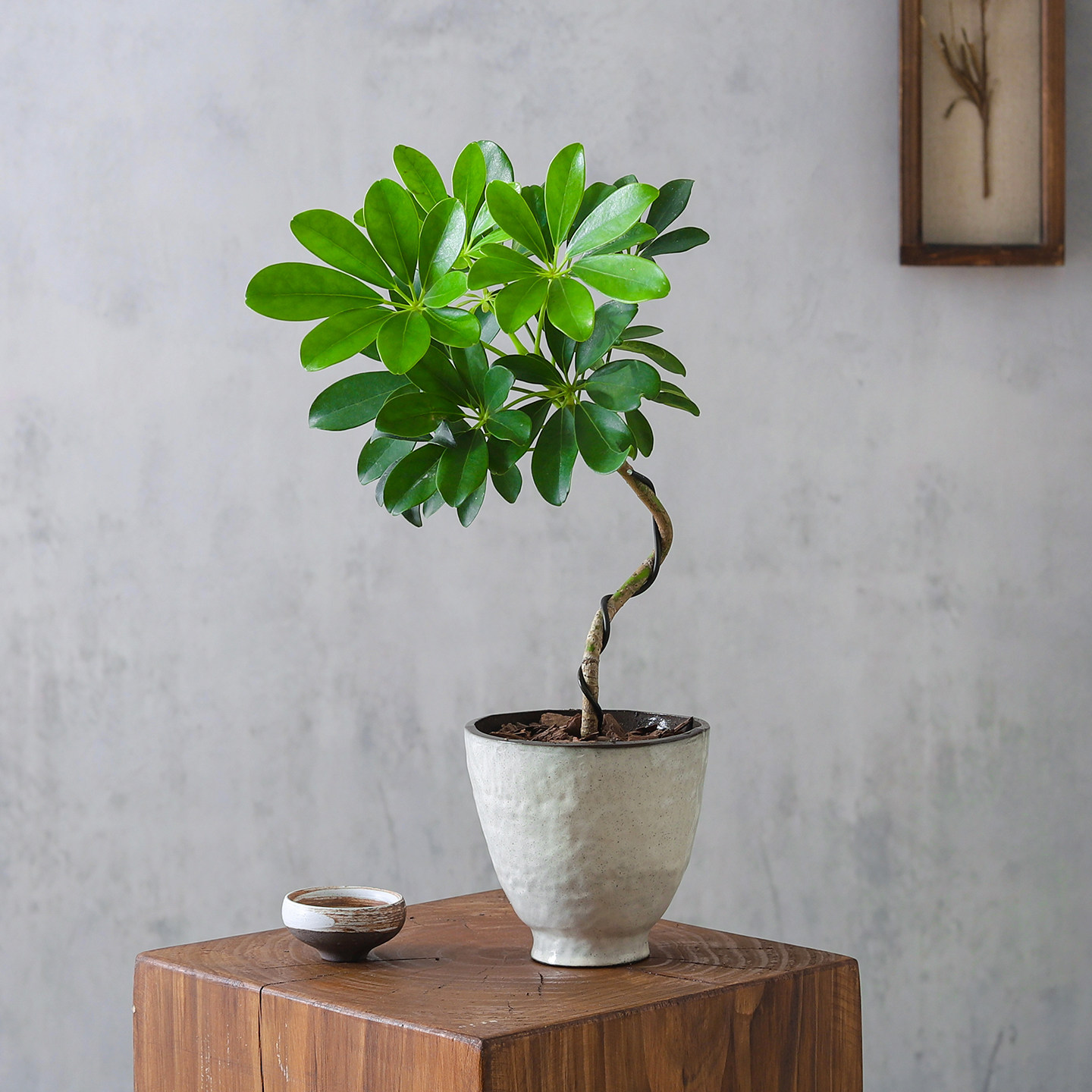 造型鸭掌木盆栽侘寂风意式极简室内客厅办公室桌面摆件绿植物花卉,鲜花速递/花卉仿真/绿植园艺,绿植,淘宝优惠券,粉丝福利购,淘宝优惠卷