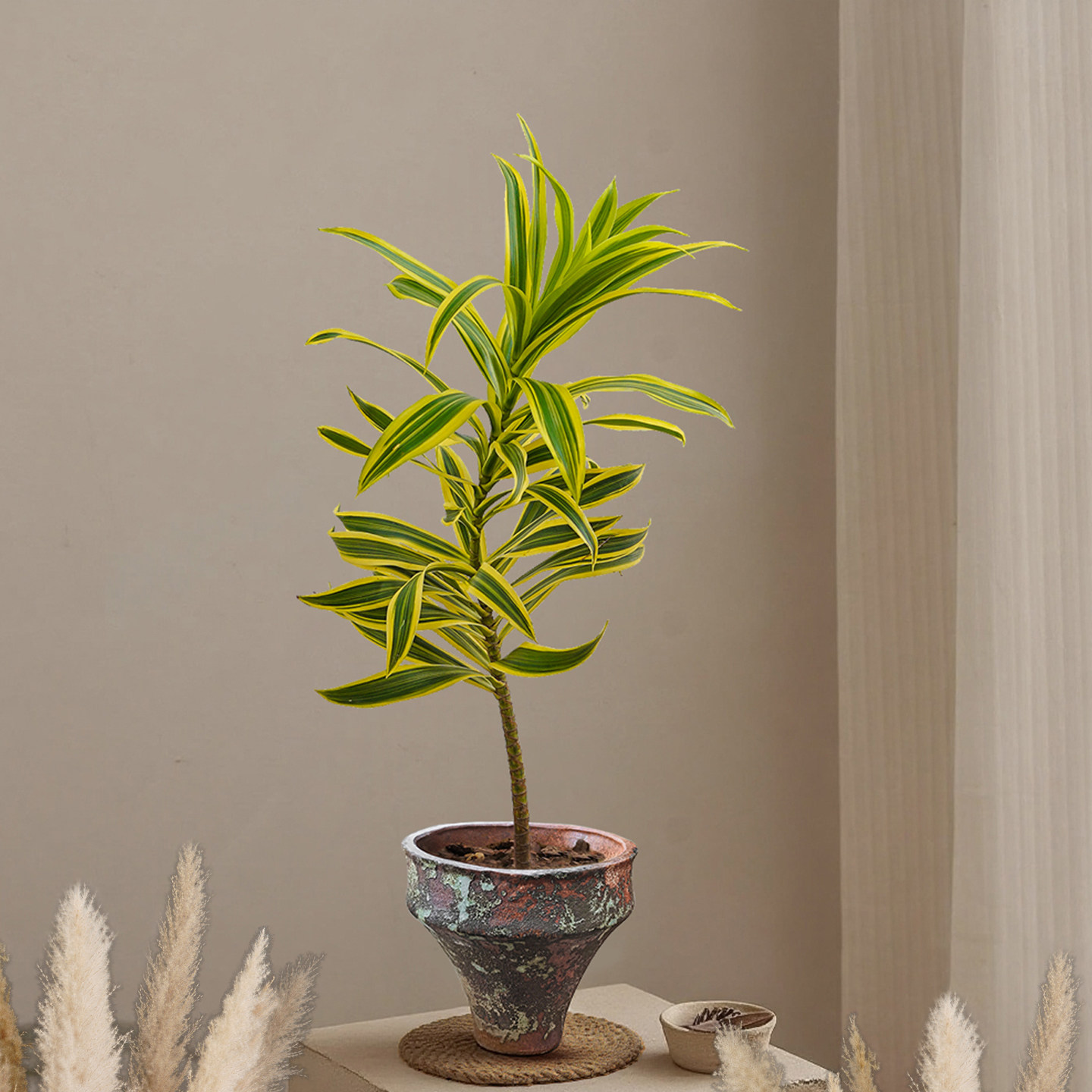 金边百合竹盆栽室内植物办公室桌面好养活花卉侘寂风盆景净化空气,鲜花速递/花卉仿真/绿植园艺,绿植,淘宝优惠券,粉丝福利购,淘宝优惠卷