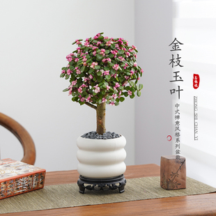 金枝玉叶老桩多肉植物室内办公室桌面绿植盆栽花卉四季好养带花盆