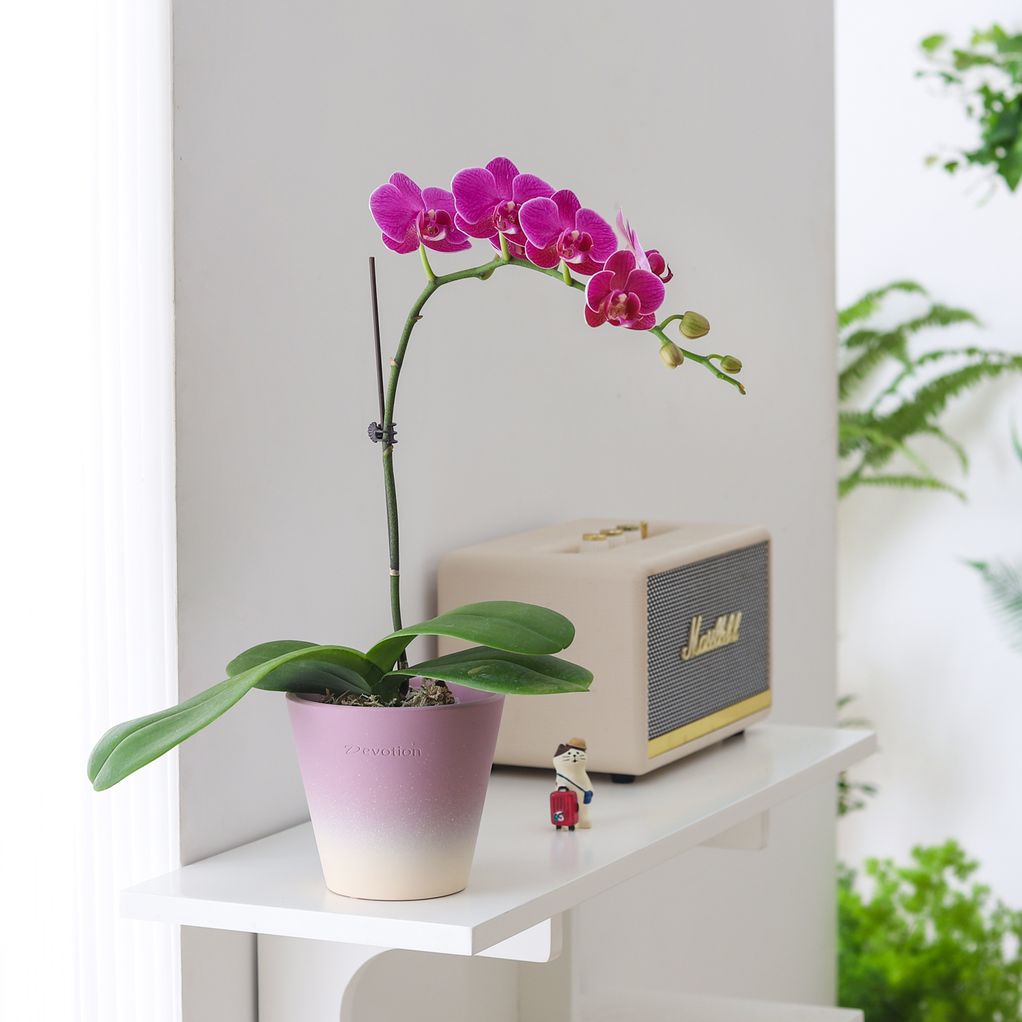 蝴蝶兰盆栽带花苞好养客厅桌面