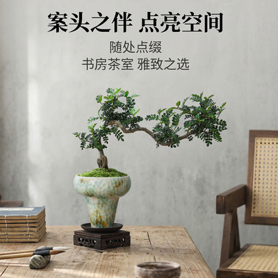 净化空气驱蚊虫效果佳！