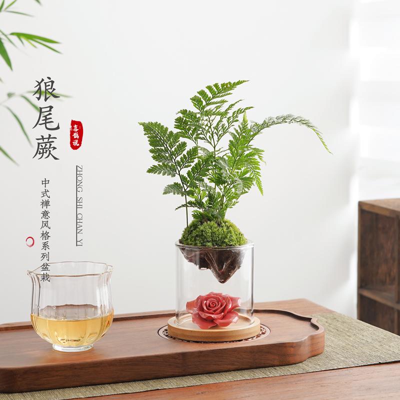 生日情人节礼物创意礼品狼尾蕨盆栽植物室内桌面蕨类绿植墙微景观