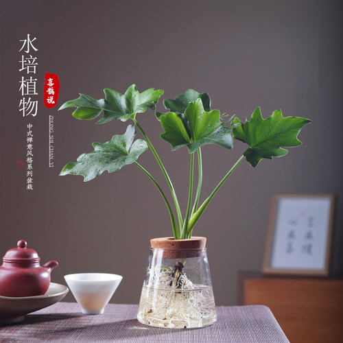 万年红春羽水培植物室内桌面四季
