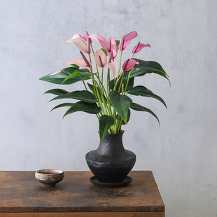 紫掌齐祖盆栽书房室内客厅花卉好养水培一帆风顺红掌四季常青绿植