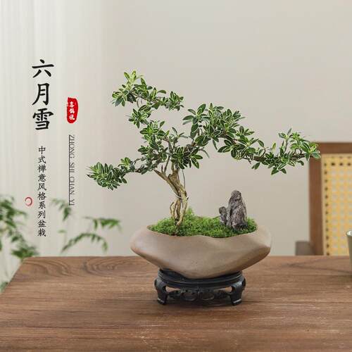 六月雪悬崖白花禅意桌面盆景