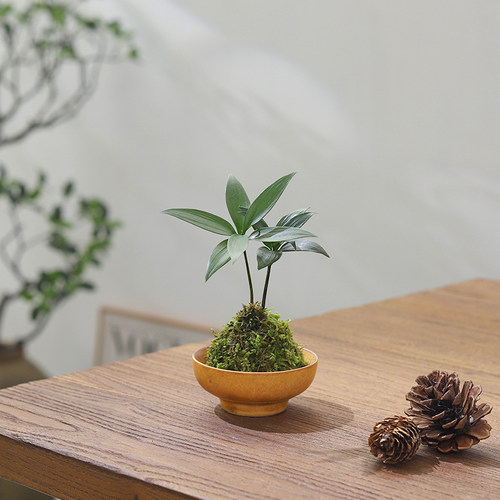 迷你苔藓球室内水培易养净化空气