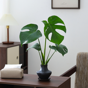 龟背竹水培好养绿植客厅办公室内书房观叶植物高级感净化空气盆栽
