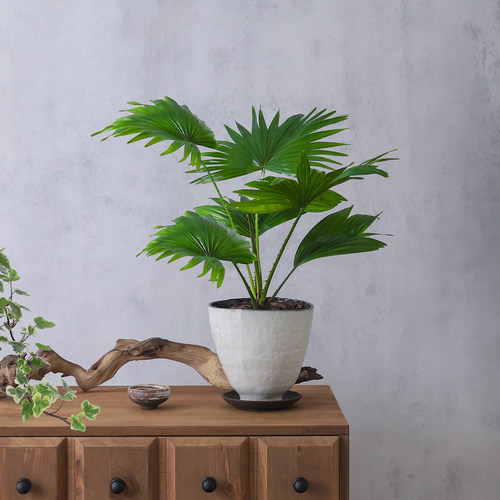 蒲葵盆栽植物客厅办公室内桌面