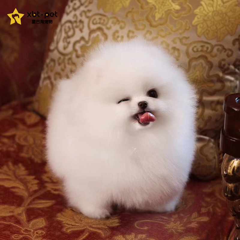 星巴淘博美幼犬黄色白色茶杯犬宠物狗活体球体博美犬北京犬舍上门