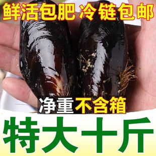 贝类水产5斤顺丰 免邮 新鲜大海虹淡菜野生贻贝 鲜活特大青口贝 费