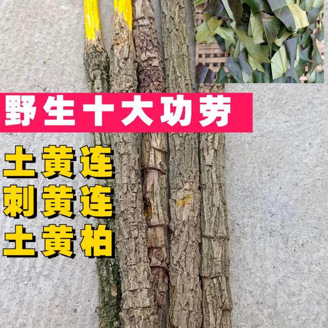 野生土黄连木黄莲十大功劳 木黄连 刺黄苓 土黄柏 500克整根发货