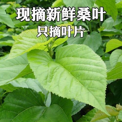 现摘桑叶新鲜小蚕宝宝桑树叶学生养蚕大叶小叶蚕卵养蚕食物嫩桑叶