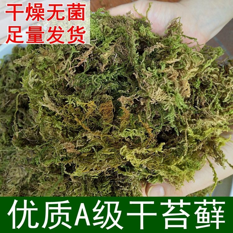 蝴蝶兰花专用水苔捕蝇草鲜活干苔藓青苔营养土乌龟冬眠换盆育苗