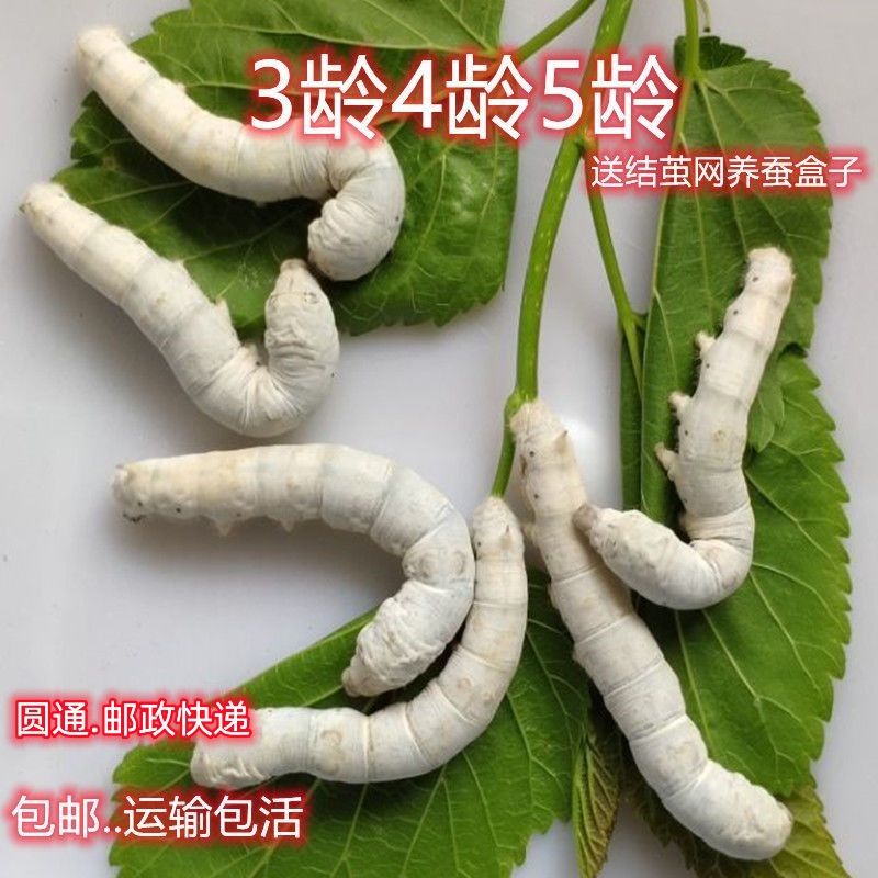 蚕宝宝春蚕幼虫活物儿童学生养蚕套装小蚕1龄234龄送新鲜桑叶