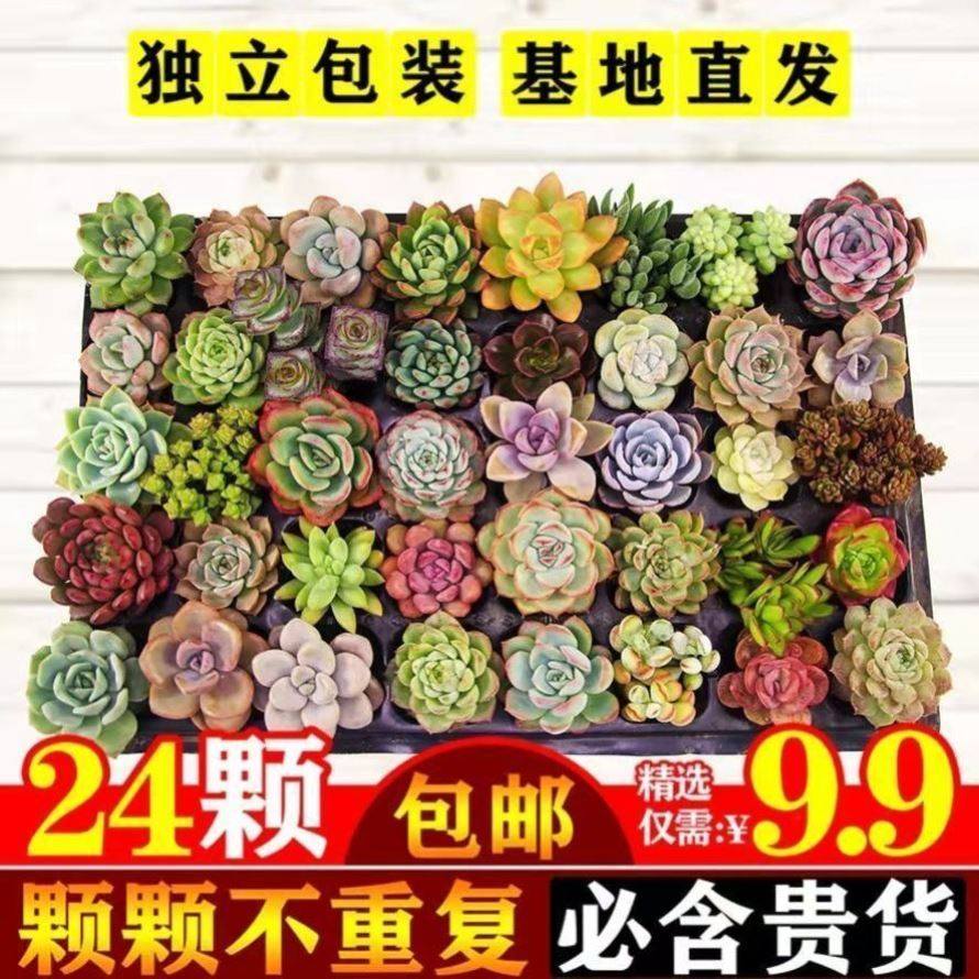 多肉植物小盆栽批发豪华套装多肉组合桃蛋玉露绿植花卉园艺好养,鲜花速递/花卉仿真/绿植园艺,藤本/攀援植物,淘宝优惠券,粉丝福利购,淘宝优惠卷