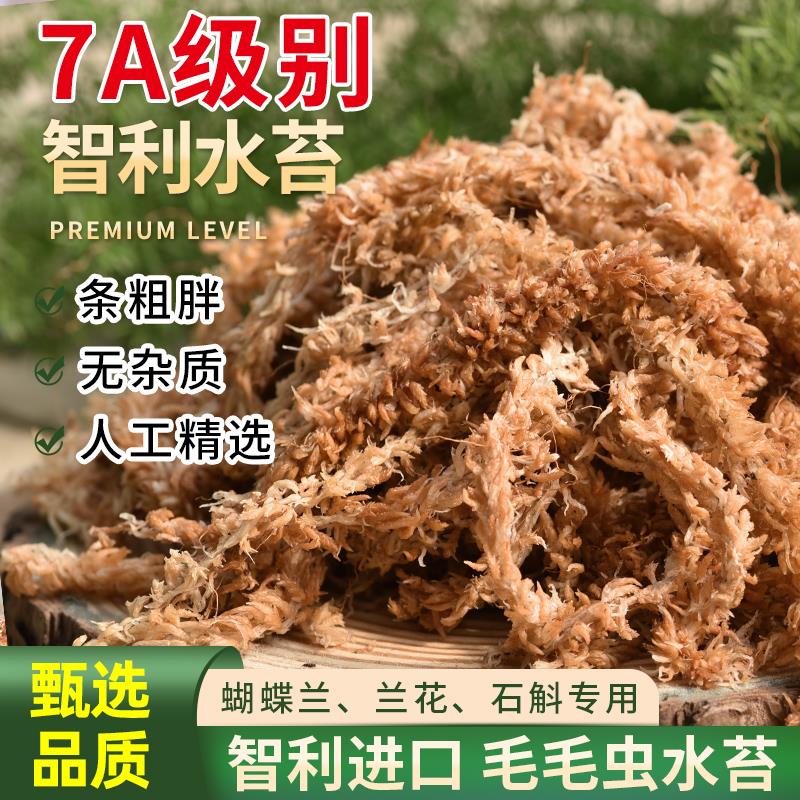 智利水苔蝴蝶兰专用毛毛虫水苔七星干苔藓兰花土植料乌龟冬眠垫材