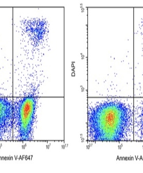Elabscience细胞培养型Annexin V-AF647冻干粉E-CK-A113U荧光标记