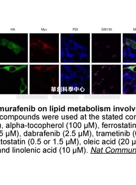 APExBIO维罗非尼,BRAF激酶抑制剂,Vemurafenib (PLX4032, RG7204)