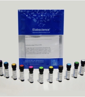 Elabscience® Annexin V-AF488 染色液 E-CK-A137 适用荧光标记