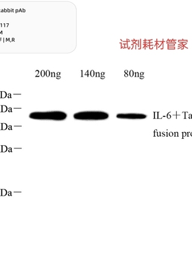 Anti-IL-6Rabbit pAb，抗IL-6兔pAb，IL-兔 polyclonal antibody