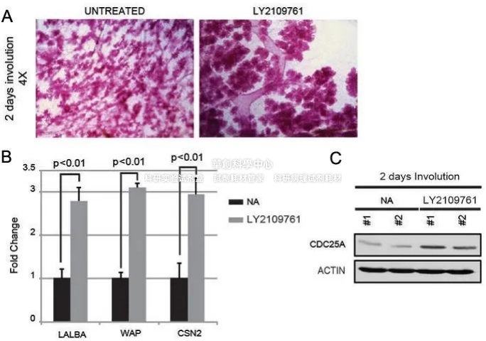 APExBIO TβRI/II激酶抑制剂 LY2109761，TGF-β受体小分子抑制剂