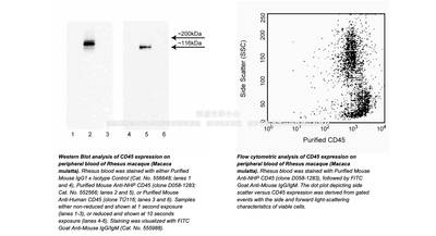 BD Pharmingen™ Purified Mouse Anti-NHP CD45抗体，货号552566
