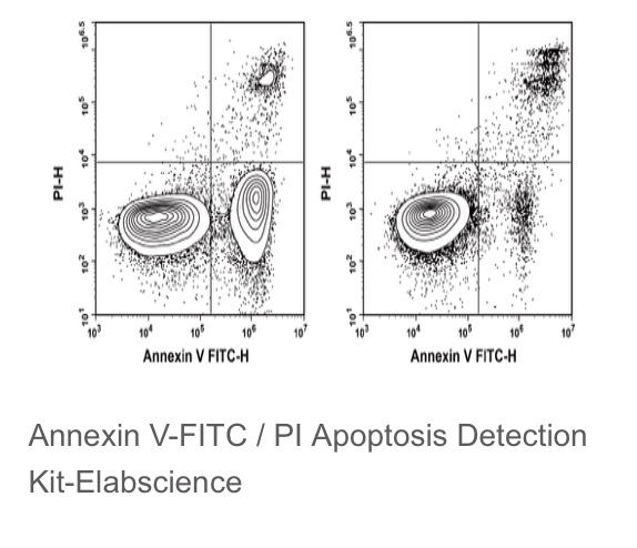 Elabscience®Annexin V-FITC/PI细胞凋亡检测试剂盒，E-CK-A211