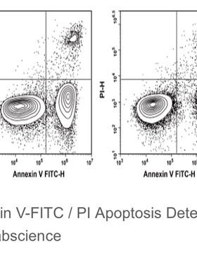 Elabscience®Annexin V-FITC/PI细胞凋亡检测试剂盒，E-CK-A211