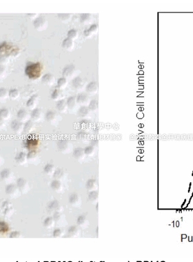BD Pharmingen™ Purified Mouse Anti-Human IL-1β，货号550007