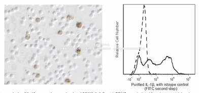 BD Pharmingen™ Purified Mouse Anti-Human IL-1β，货号550007