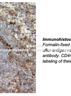 BD Pharmingen™ Purified Rat Anti-Mouse CD44抗体，货号550538