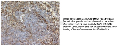 BD Pharmingen™ Purified Rat Anti-Mouse CD44抗体，货号550538