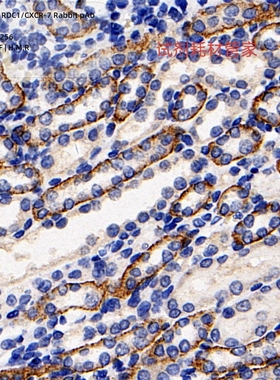Anti -GPCR RDC1/CXCR-7 Rabbit pAb,抗 GPCR RDC1/CXCR-7 兔 pAb