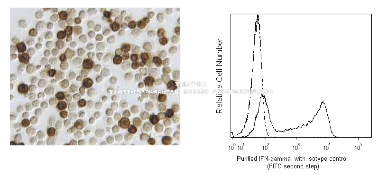 BD Pharmingen™ Purified Mouse Anti-Human IFN-γ，货号550011