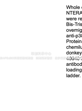 BioLegend纯化的抗p38 MAPK抗体,Purified 抗-p38 MAPK Ab,622403