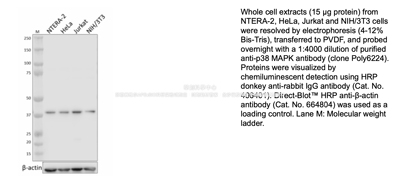 BioLegend纯化的抗p38 MAPK抗体,Purified 抗-p38 MAPK Ab,622403
