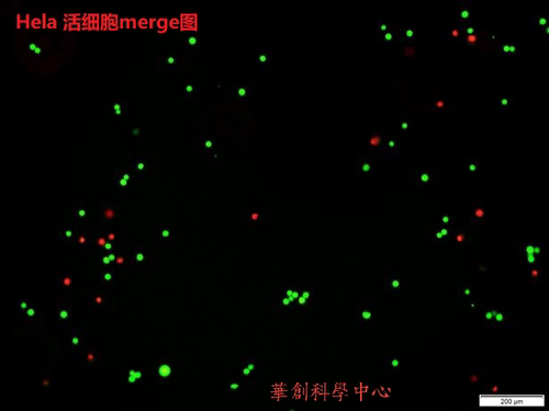索莱宝Calcein-AM/PI活细胞/死细胞双染试剂盒  绿色荧光细胞染液