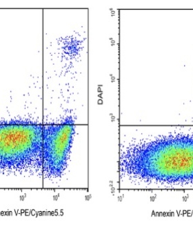 Elabscience®Annexin V-PE/Cyanine5.5染色液 E-CK-A125荧光标记