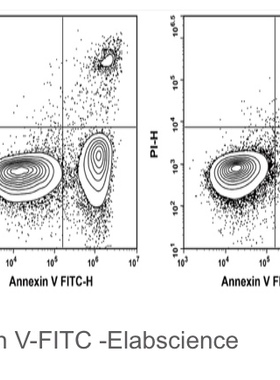 Elabscience® Annexin V-FITC染色液，E-CK-A111，适用荧光标记
